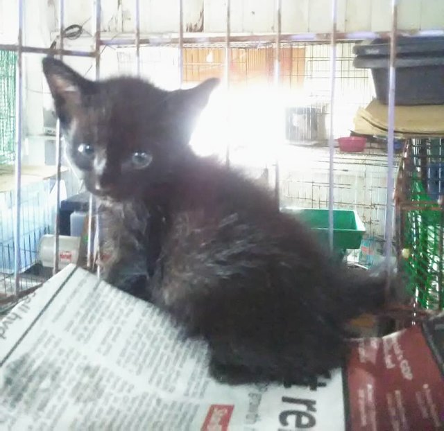 Hitam (Black) - Domestic Short Hair Cat