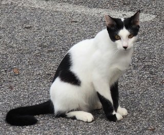 Ben - Domestic Medium Hair Cat