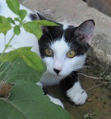 Ben - Domestic Medium Hair Cat