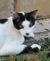 Ben - Domestic Medium Hair Cat