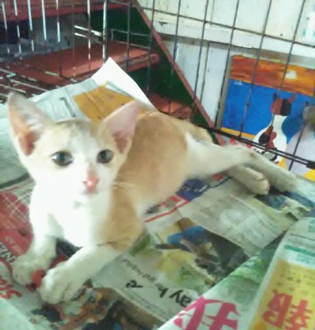 Rambo (White &amp; Tan) - Domestic Short Hair Cat