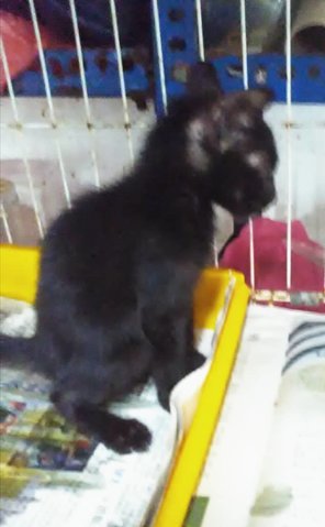 Lat (Black) - Domestic Short Hair Cat