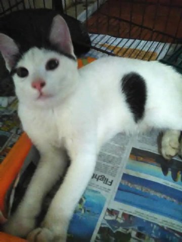 Bobo (White &amp; Black) - Domestic Short Hair Cat