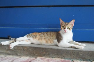 Mummy Sue - Domestic Short Hair Cat