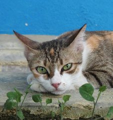 Mummy Sue - Domestic Short Hair Cat