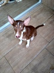 Tambourine - Corgi Mix Dog