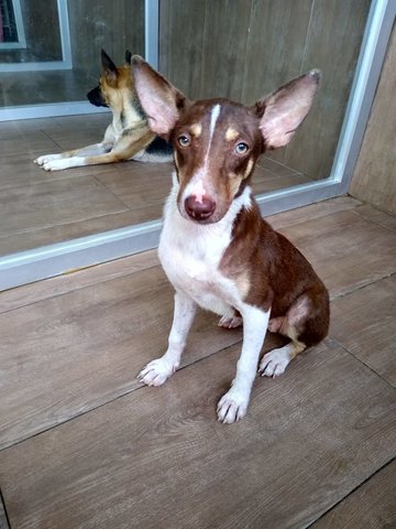 Tambourine - Corgi Mix Dog