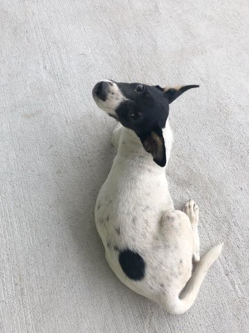 Oreo - Mixed Breed Dog