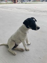 Oreo - Mixed Breed Dog