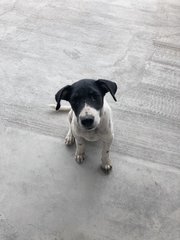 Oreo - Mixed Breed Dog