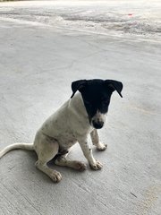 Oreo - Mixed Breed Dog