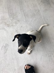 Oreo - Mixed Breed Dog