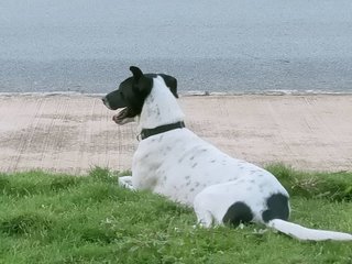 Flower / Girl Girl  - Mixed Breed Dog