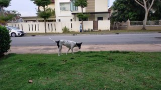 Flower / Girl Girl  - Mixed Breed Dog