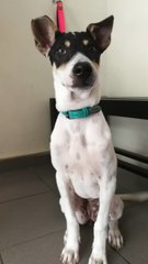 Fiffy - Mixed Breed Dog