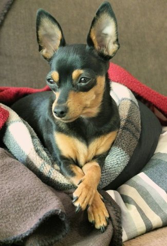 Mini - Miniature Pinscher Dog