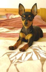 Mini - Miniature Pinscher Dog