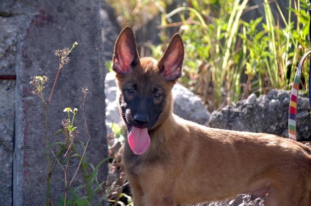 Kovu  - Belgian Shepherd Malinois Dog