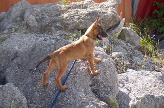 Kovu  - Belgian Shepherd Malinois Dog