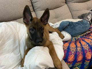 Kovu  - Belgian Shepherd Malinois Dog