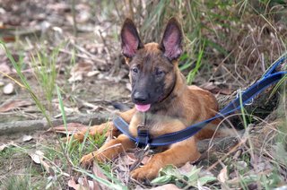 Kovu  - Belgian Shepherd Malinois Dog