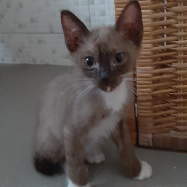 Eyo - Domestic Short Hair Cat