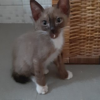 Eyo - Domestic Short Hair Cat