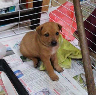 Chocolate - Mixed Breed Dog