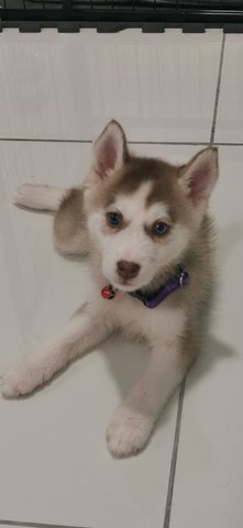 Truffle - Siberian Husky + Pomeranian Dog