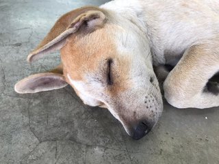 Snoozing on concrete floor where we found him