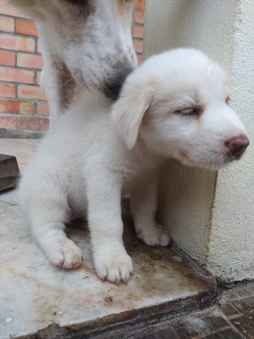 Snow - Labrador Retriever Mix Dog