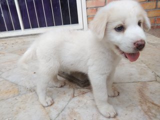Snow - Labrador Retriever Mix Dog
