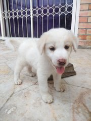 Snow - Labrador Retriever Mix Dog