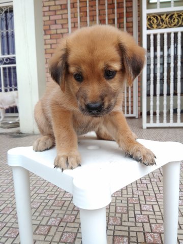 Tom - Labrador Retriever Mix Dog