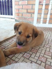 Tom - Labrador Retriever Mix Dog