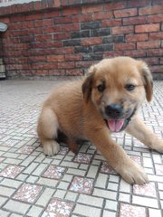 Tom - Labrador Retriever Mix Dog