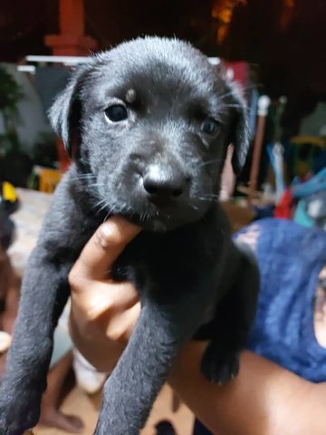 Puppy - Doberman Pinscher + Golden Retriever Dog