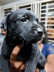 Puppy - Doberman Pinscher + Golden Retriever Dog