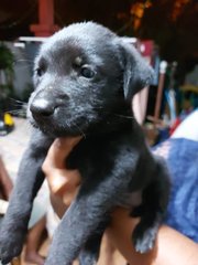 Puppy - Doberman Pinscher + Golden Retriever Dog