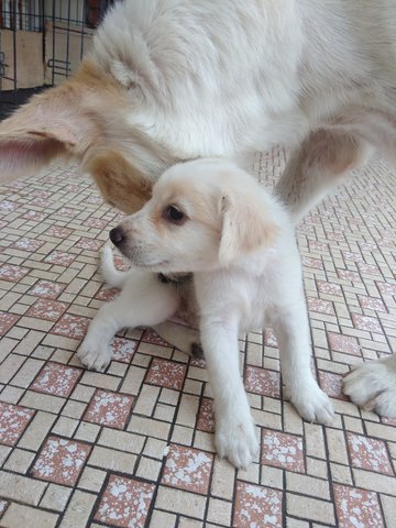 Glacia - Labrador Retriever Mix Dog