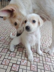 Glacia - Labrador Retriever Mix Dog