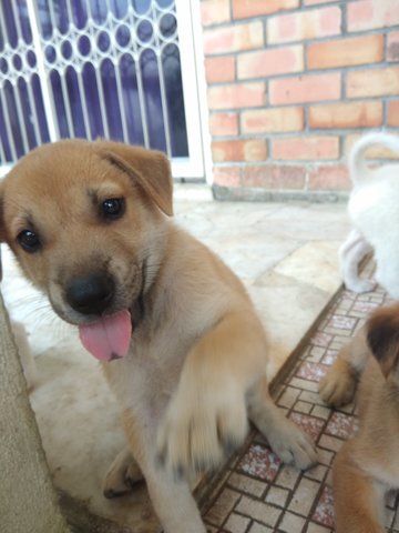 Jerry - Labrador Retriever Mix Dog