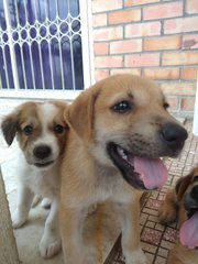 Jerry - Labrador Retriever Mix Dog