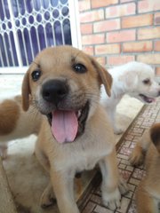 Jerry - Labrador Retriever Mix Dog