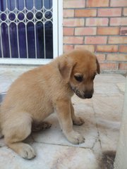 Jerry - Labrador Retriever Mix Dog