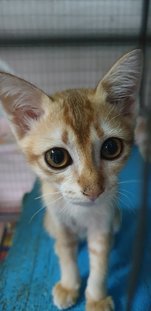 Kiki - Domestic Short Hair Cat