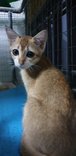 Kiki - Domestic Short Hair Cat