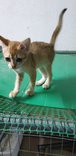 Kiki - Domestic Short Hair Cat