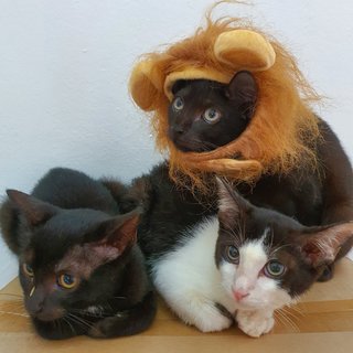 Emi, brother Tomi (right) and Kuro (Lion costume)