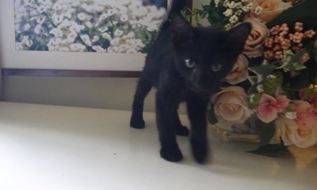 Kitten For Adoption (Male) - Domestic Short Hair Cat